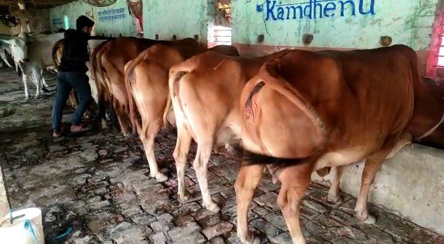 cow1 22Scope News