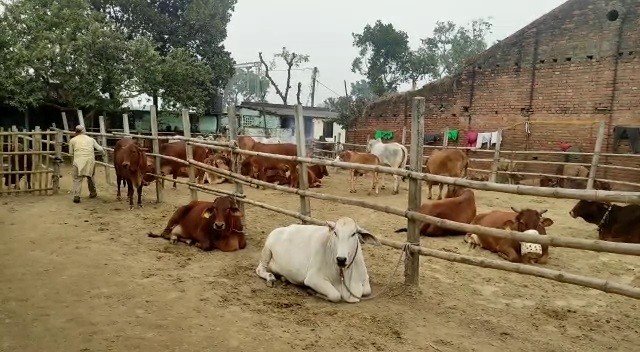 cow11 22Scope News