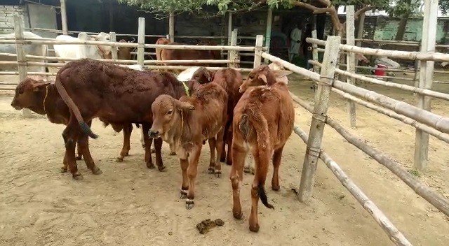cow12 22Scope News