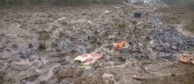 nirsa 4 22Scope News