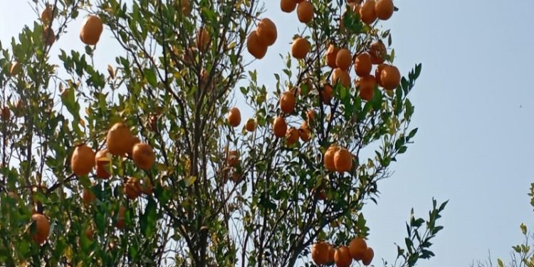 पलामू के संतरे से सजेगी राजधानी की मंडियां, सैंकड़ों एकड़ में लहलहा रही है फसल