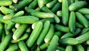 Types of Cucumbers FB Bihar News Jharkhand News and Breaking Updates