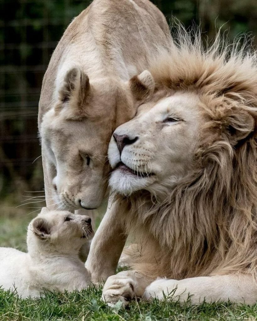 lion 22Scope News