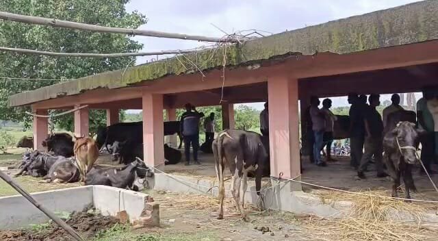 Chatra: गौ तस्करों पर पुलिसिया नकेल, मवेशी लदा ट्रक जब्त Chatra: गौ तस्करों पर पुलिसिया नकेल, मवेशी लदा ट्रक जब्त