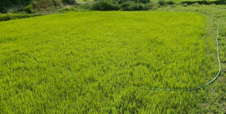 Godda: मौसम की बेरुखी से सूखने लगा धान का बिचड़ा, किसान हलकान | 22Scope News dhan1 22Scope News