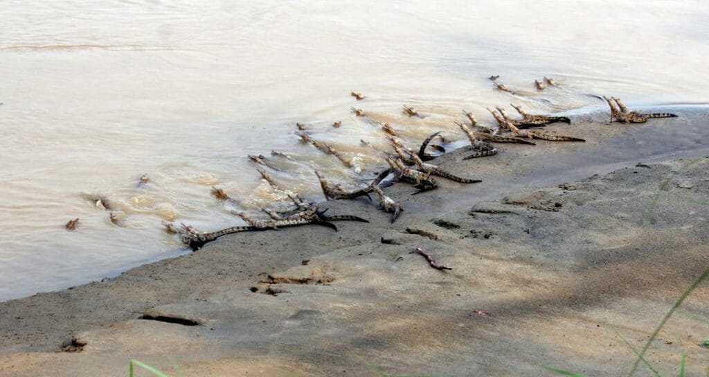 ghariyal1 22Scope News