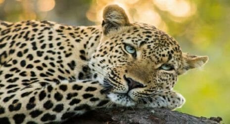 Leopard 22Scope News
