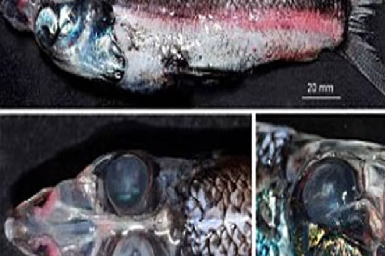 Chaar ankha5 22Scope News