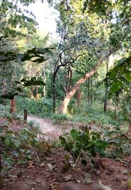 chaibasa 2 22Scope News