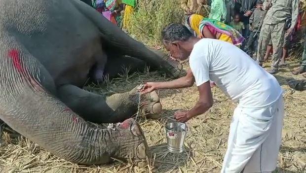 haathi puja 22Scope News