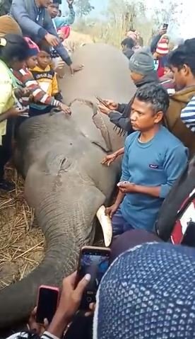 haathi 22Scope News