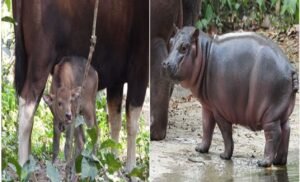 भगवान बिरसा जैविक उद्यान में एक नन्हा मेहमान आया