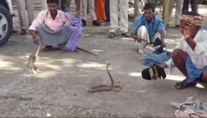 एसपी की मौजूदगी में सपेरों ने पकड़े जहरीले नाग