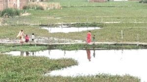 बांस बल्ले के चाचर