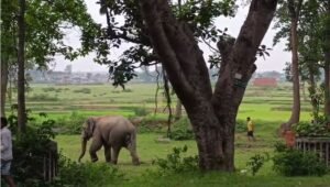 हाथियों के झुंड ने मचाई तबाही, दूधमटिया पहुंच चहारदीवारी ध्वस्त कर फसलों को रौंदा | 22Scope News हाथियों के झुंड ने जमकर उत्पात मचाया