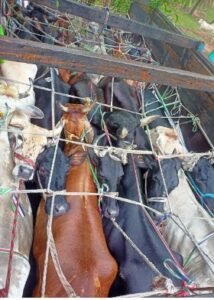 29 गोवंश से लदे मालवाहक वाहन को ताराटांड़ थाना पुलिस ने किया जब्त