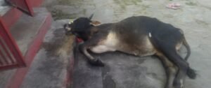 नंदी का समाधि