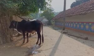 उत्तरकाशी के टनल से मजदूरों के बाहर आने के बाद पूर्वी सिंहभूम में दौड़ी खुशी की लहर | 22Scope News जमशेदपुर मजदूर2 22Scope News