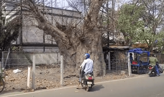 डेड़ हजार साल पुराने रहस्यमयी पेड़ का क्या है राज....