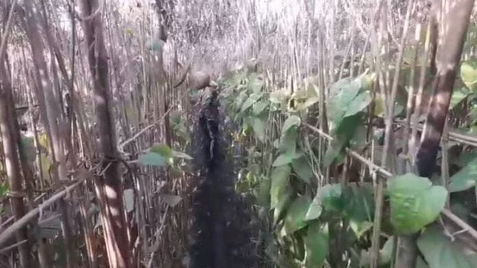 मौसम का कहर, मगही पान की खेती हुई नष्ट, किसान हुए बर्बाद