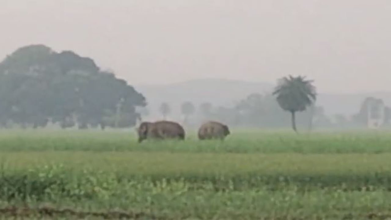 खेत में हाथी दिखने से लोगों में दहशत, वन विभाग की टीम भगाने में जुटी