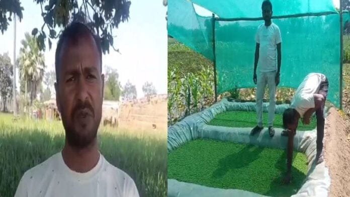 गया में अजोला की खेती : ड्राई फ्रूट्स से महंगा घास पशुओं को खिला रहे किसान
