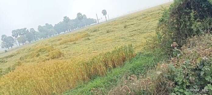 fasal बेमौसम बारिश की मार ने किसानों की तोड़ी कमर