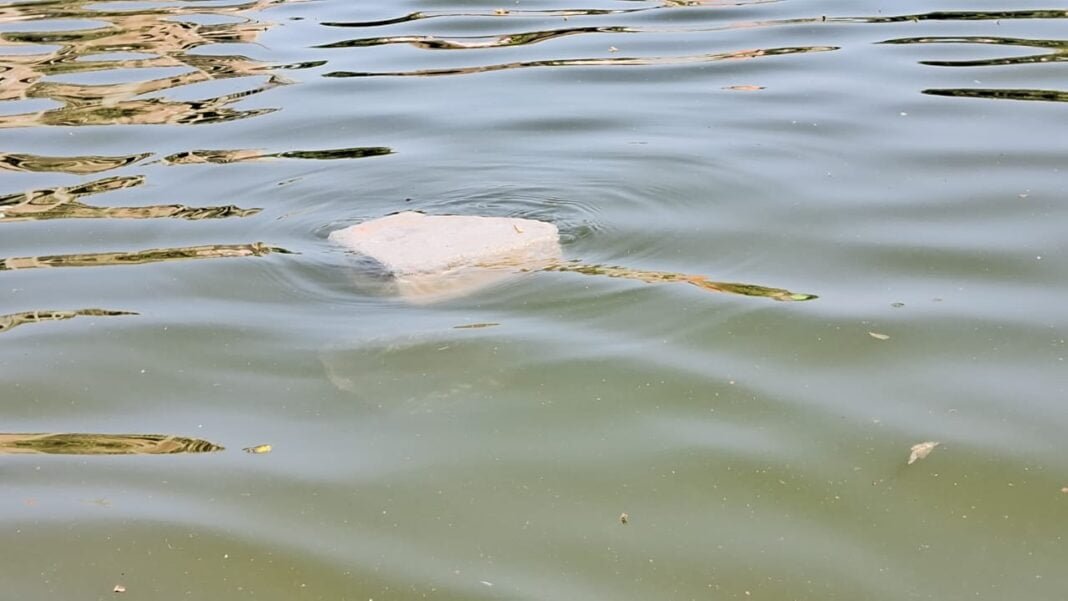 ये कैसा पत्थर जो तालाब में तैरता नजर आया, उठाया तो नजर आने लगे राम !