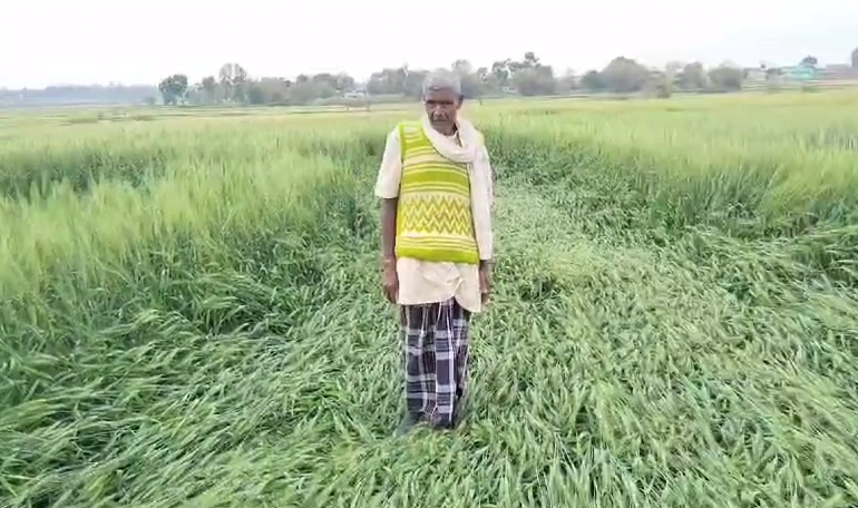 बे मौसम बरसात से फसल बर्बाद, अब क्या करे किसान......