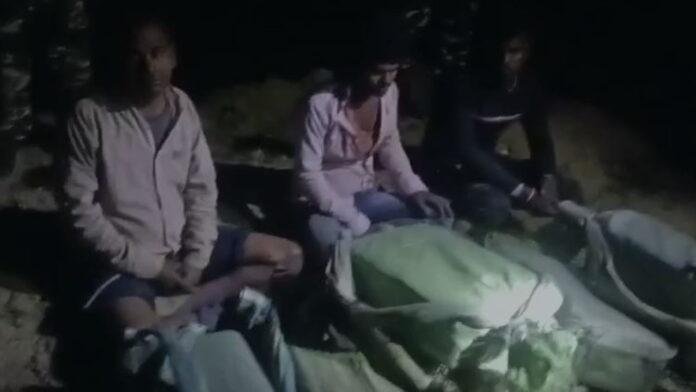 भारी मात्रा में गांजा के साथ 3 तस्कर गिरफ्तार