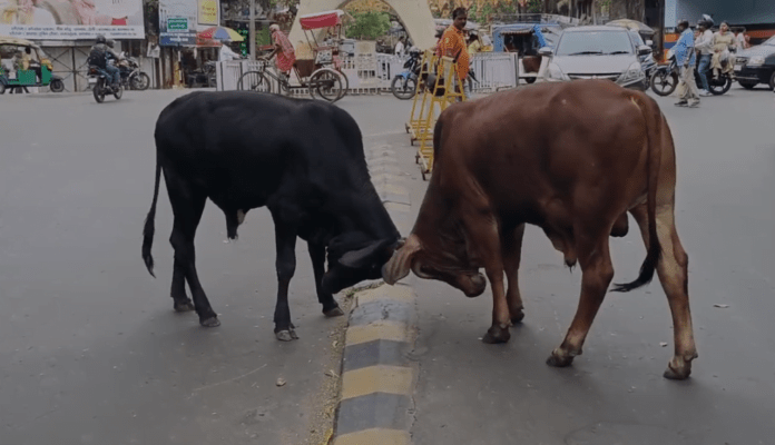 बीच सड़क पर दो सांड की भिड़ंत, निगम की योजना हवा हवाई.......