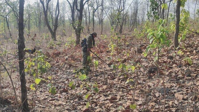 लातेहार में बड़ी मात्रा में आईईडी (IED) बम बरामद.......