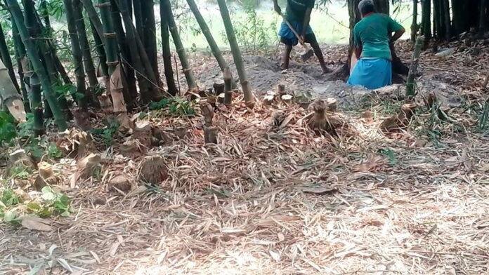 जानलेवा गर्मी में हरा पेड़ काटने का मामला आया सामने