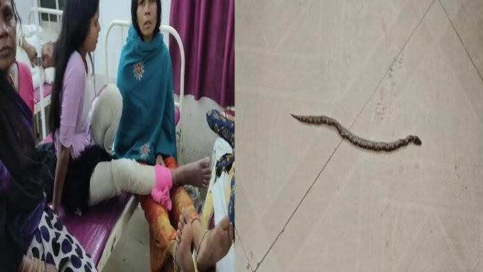 जलावन लाने गई बच्ची को जहरीले सांप ने डंसा, सदर अस्पताल में चल रहा इलाज
