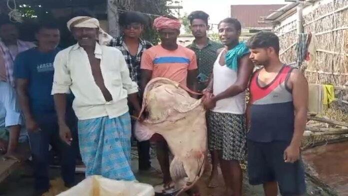 कोसी नदी में मिली सवा क्विंटल की मछली, लोगों में कौतूहल