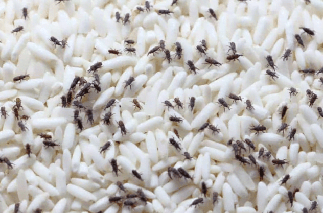 कीड़े Shameful