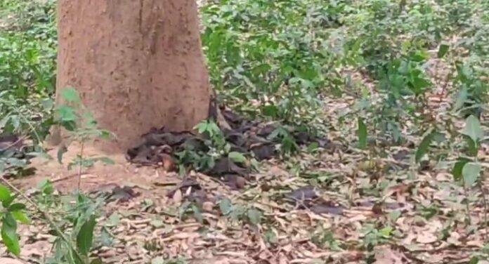 भीषण गर्मी