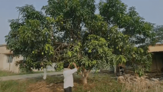 अल्फांसो आम