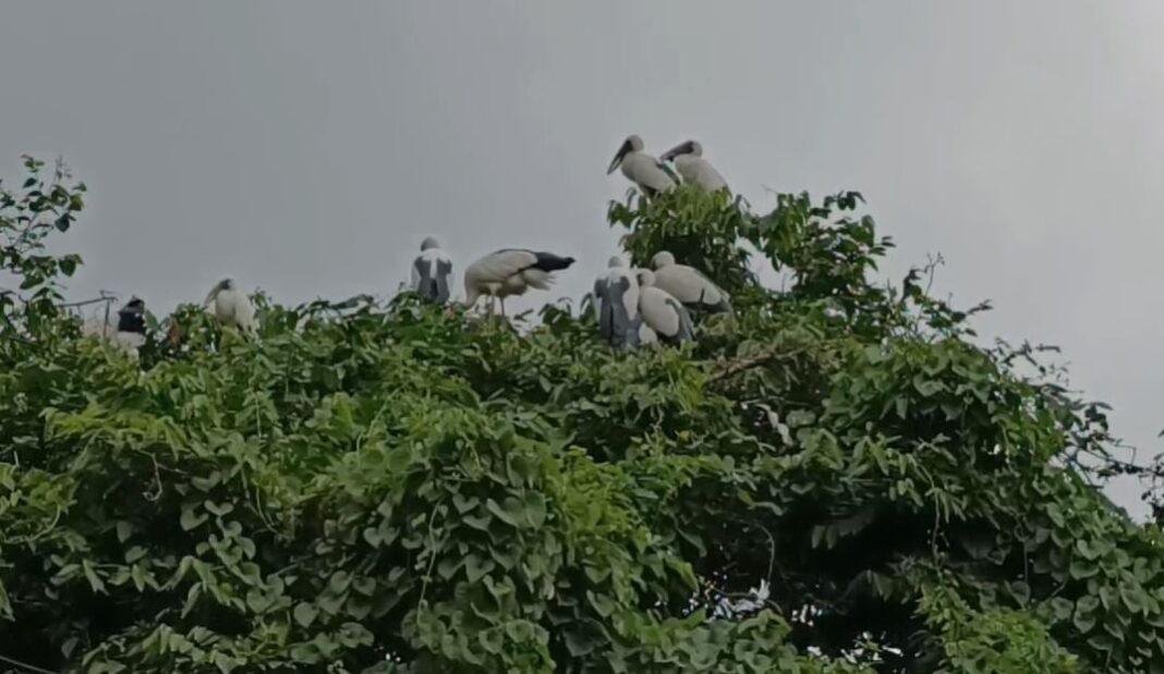 मानसून का संदेश लेकर सात समुंदर पार से पहुंचे विदेशी मेहमान.......