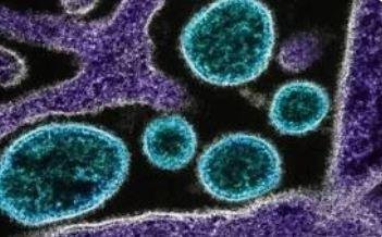 गुजरात में Chandipura Virus से पहली मौत की पुष्टि
