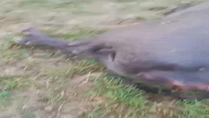 व्रजपात से बेजुबान जानवर की हुई मौत, किसान हुआ घायल