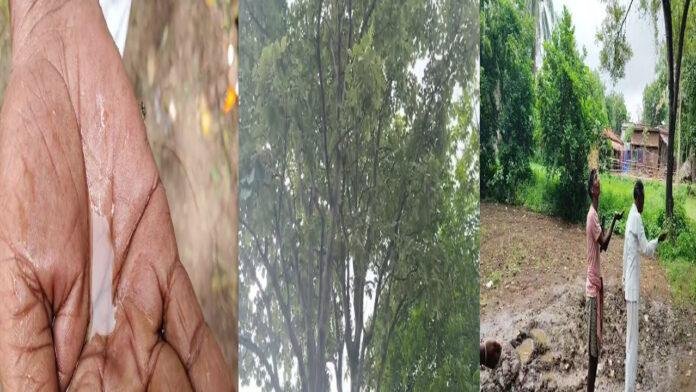 अद्भुत रहस्य! बिन बारिश के पेड़ से 4 दिन से टपक रहा..., देखने के लिए उमड़ी भीड़