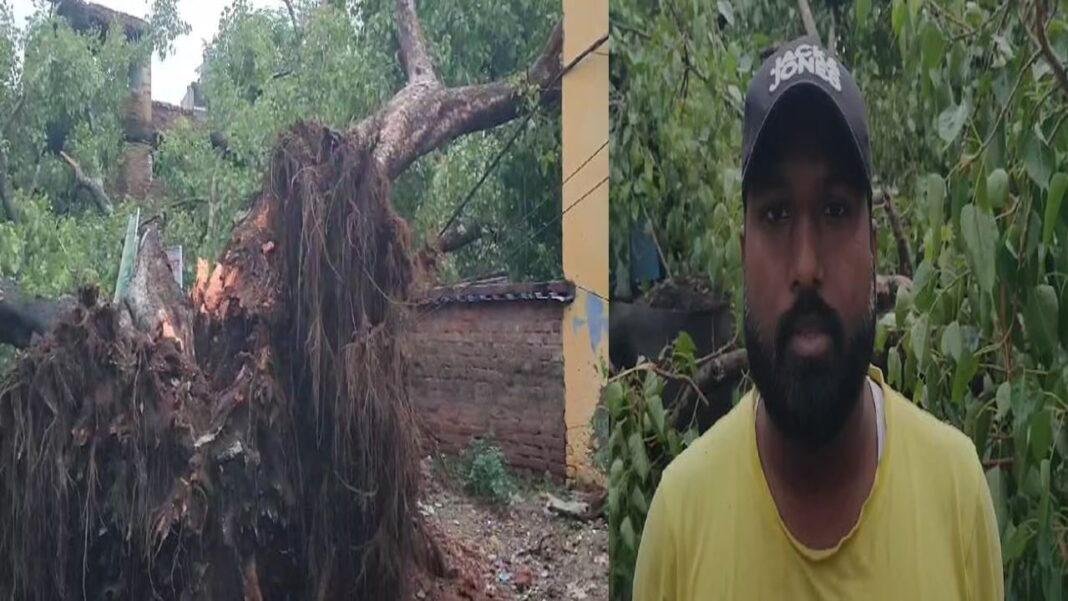 तेज बारिश और आंधी के कारण गिरा विशाल पीपल का वृक्ष, बाल-बाल बच्चे लोग