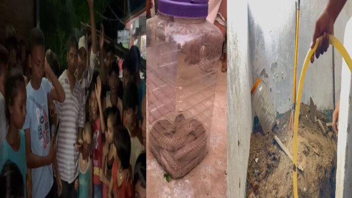 आवासीय घर में मिला 30 कोबरा सांप, आसपास के लोगों में द'हशत