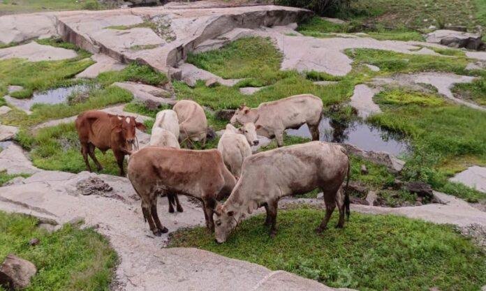 Simdega से तस्करी के लिए ले जाए जा रहे 8 पशु बरामद, तस्कर फरार