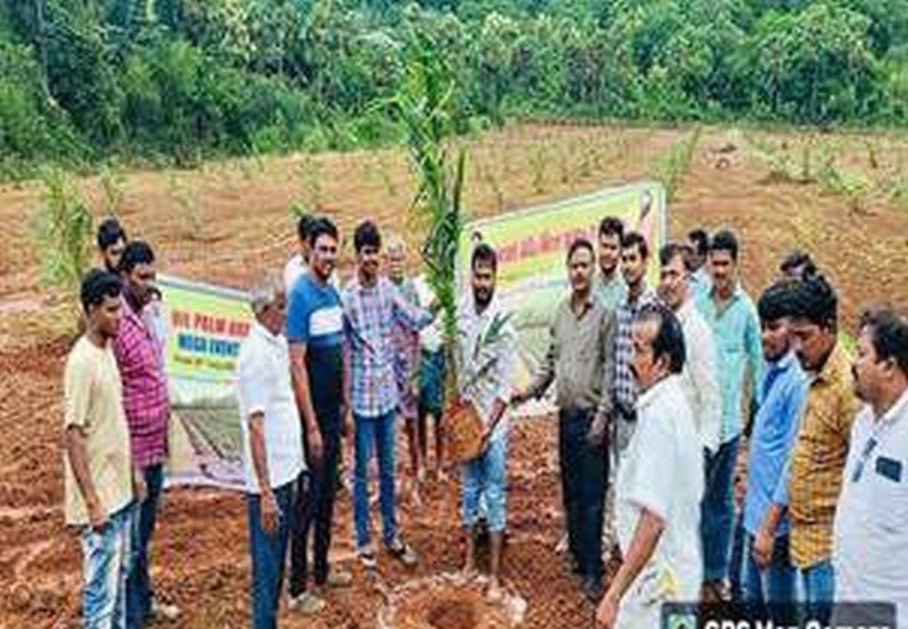 Mega Oil Palm Plantation Drive