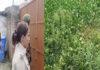 मोहल्ले के ही जमकुंभी से मिला नाबालिग लड़की का शव