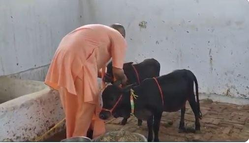CM Yogi ने अपने आश्रम पहुंचीं दुर्लभ पुंगनूर नस्ल की गोवंश जोड़ी को खूब दुलारा गोरखपुर के गोरक्षपीठ में सीएम योगी आदित्यनाथ