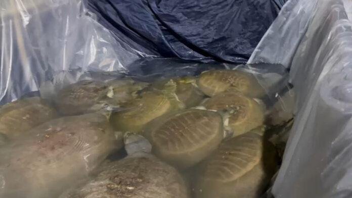 वन विभाग व RPF की संयुक्त कार्रवाई, 236 कछुआ के साथ 3 तस्कर गिरफ्तार