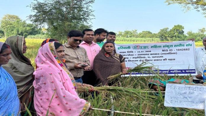 धान की श्री विधि की खेती से जीविका दीदियां हो रही हैं लाभान्वित